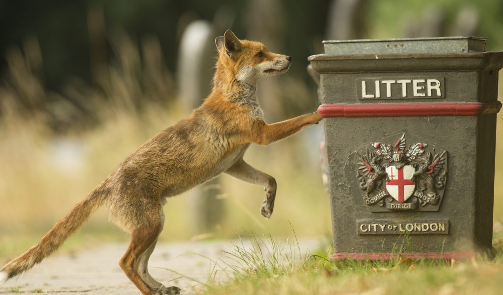 All the excuses they give us for why you can never find a bin in the street are just a load of garbage