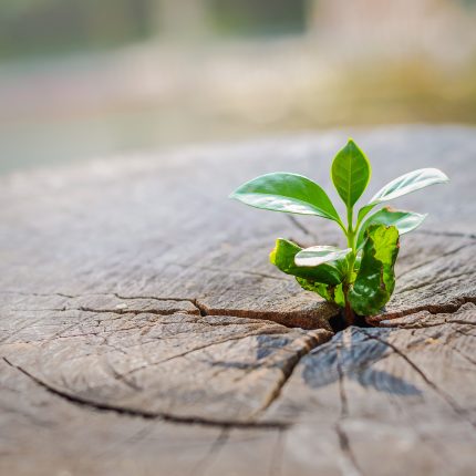 A,Strong,Seedling,Growing,In,The,Center,Trunk,Of,Cut